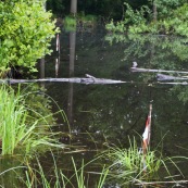 Mare de Marchiennes, avec balises pour signaler l'endroit ou poser les piËges ‡ tritons dans le but d'un recensement. Les piËges doivent Ítre en effet posÈs au mÍme endroit chaque annÈe pour Ítre capable de comparer d'annÈe en annÈe.