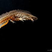 Triton ponctuÈ Classe : Amphibia Ordre : Urodela EspËce : Triturus vulgaris Sexe : Male Phase aquatique, vue de trois quart arriËre, en suspension dans l'eau, fond noir.