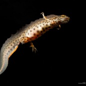 Triton ponctuÈ Classe : Amphibia Ordre : Urodela EspËce : Triturus vulgaris Sexe : Male Phase aquatique, vu de dessous, face ventrale bien visible, en train de nager