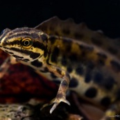 Triton ponctuÈ
Classe : Amphibia
Ordre : Urodela
EspËce : Triturus vulgaris
Sexe : M‚le
Vue de trois quarts face, en phase aquatique, posÈ au sol