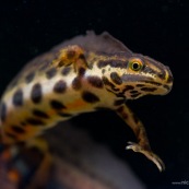 Triton ponctuÈ
Classe : Amphibia
Ordre : Urodela
EspËce : Triturus vulgaris
Sexe : M‚le
Vue de trois quarts face, en phase aquatique