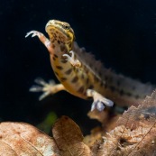 Triton ponctuÈ
Classe : Amphibia
Ordre : Urodela
EspËce : Triturus vulgaris
Sexe : M‚le
Vue de face, vue sur le ventre er les pasttes, phase aquatique, fond de mare