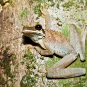 Grenouille arboricole