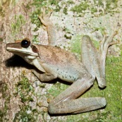 Grenouille arboricole