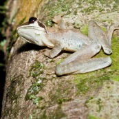 Grenouille arboricole