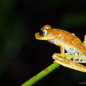 Hypsiboas fasciatus