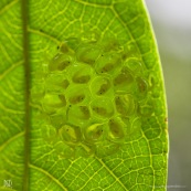 Oeufs de grenouille sou sune feuille (tétard)