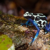 Dendrobates tinctorius