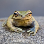 Hypsiboas marianitae