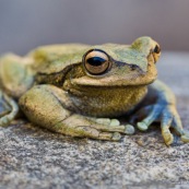 Hypsiboas marianitae