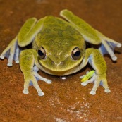 Grenouille (Hypsiboas marianitae) vue de face.