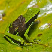 Ameerega trivittata. Grenouille verte et noire, transportant ses tetards sur son dos.