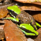 Ameerega trivittata. Grenouille verte et noire, transportant ses tetards sur son dos.