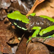 Ameerega trivittata. Grenouille verte et noire, transportant ses tetards sur son dos.