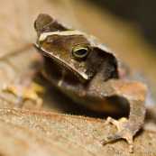 Rhinella margaritifera crapaud feuille