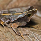 Rhinella margaritifera crapaud feuille