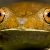 Hypsiboas boans