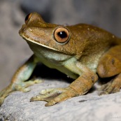 Hypsiboas boans