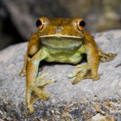 Hypsiboas boans