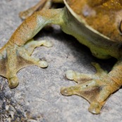 Hypsiboas boans