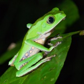 Phyllomedusa tarsius