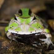 Ceratophrys cornuta. Crapaud à cornes, vert.