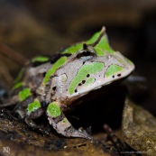 Ceratophrys cornuta. Crapaud à cornes, vert.