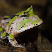 Ceratophrys cornuta. Crapaud à cornes, vert.