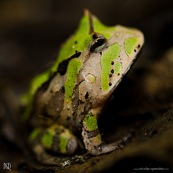 Ceratophrys cornuta. Crapaud à cornes, vert.