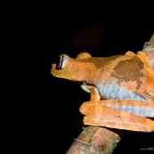 Hypsiboas calcaratus