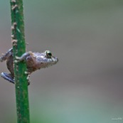 Petite grenouille.