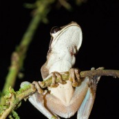 Grenouille arboricole