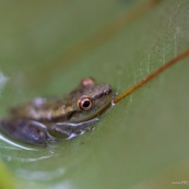 Grenouille lovée dans une feuille