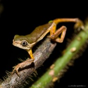 Phyllomedusa grenouille singe