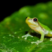 Pristimantis acuminatus