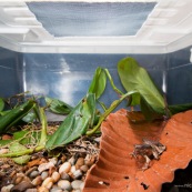 Terrarium de laboratoire avec un couple de grenouilles (Engystomops petersi). Vu de dedans.