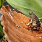 Terrarium de laboratoire avec un couple de grenouilles (Engystomops petersi). Vu de dedans.