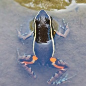 Grenouille vue de dessus, a demie immergé dans l'eau, noire,orange, bleue et jaune.