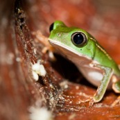 Phyllomedusa vaillanti. White-lined Monkey Frog. Grenouille singe, arboricole. Spécimen vert juvénil, sur une feuille rouge orangée. Ligne blanche bien visible. Amphibien. Amphibia. Anoura.