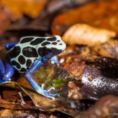 Dendrobates tinctorius dendrobate à tapirer. A Ouanary en Guyane.