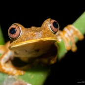 Hyla geographica