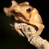 Rhinella