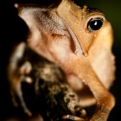 Rhinella