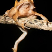 Rhinella