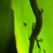 Salamandre sur feuille