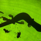 Silhouette de Salamandre