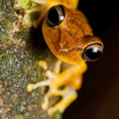 Hypsiboas fasciatus