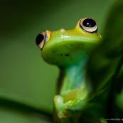 Hypsiboas cineracens