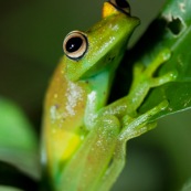 Hypsiboas cineracens