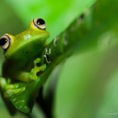 Hypsiboas cineracens